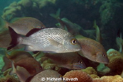 Gray Snapper on the Big Coral Knoll off the beach at Fort... by Michael Kovach 
